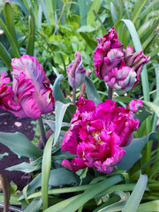 Fototapeta premium Parrot tulips close up