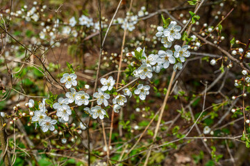 Mirabelle plums tree orchard white blossom