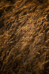 Atardecer en medio del campo