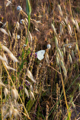Una mariposa en medio del campo