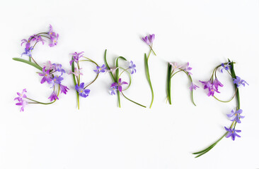 the word spring from the flowers of the garden large-flowered chionodox,glory of the snow on a white background. High quality photo