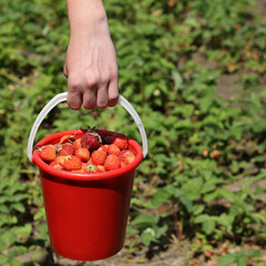 red bucket full of ripe strawberries in the gardener's hand. big summer harvest