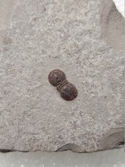 Small cambrian Trilobite on the stone