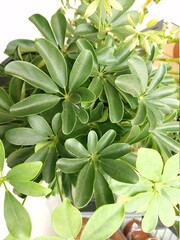 Obraz premium flowers grow in the botanical garden