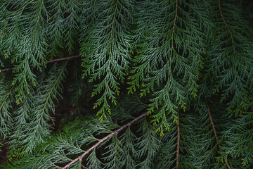 Lawson cypress evergreen foliage