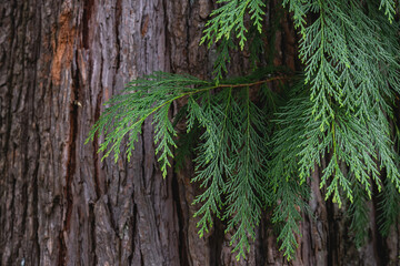 Naklejka premium Lawson cypress evergreen foliage