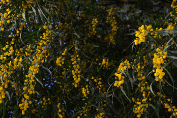 Beautiful yellow spring blossom of Acacia saligna.