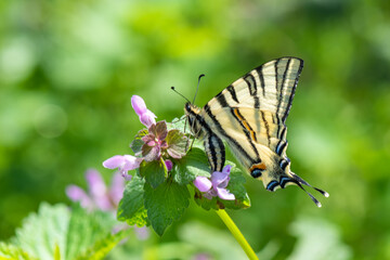 Papilionidae / Erik Kırlangıçkuyruğu / Scarce Swallowtail / Iphiclides podalirius