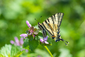 Papilionidae / Erik Kırlangıçkuyruğu / Scarce Swallowtail / Iphiclides podalirius