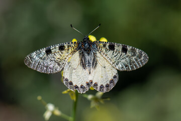  Yalancı Apollo » Archon apollinus » False Apollo