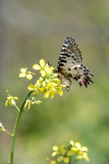 Papilionidae / Orman Fistosu / Eastern Festoon / Zerynthia cerisyi