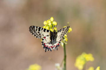 Papilionidae / Orman Fistosu / Eastern Festoon / Zerynthia cerisyi