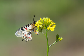Papilionidae / Orman Fistosu / Eastern Festoon / Zerynthia cerisyi