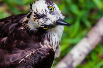 Osprey