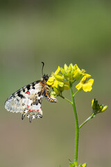 Papilionidae / Orman Fistosu / Eastern Festoon / Zerynthia cerisyi
