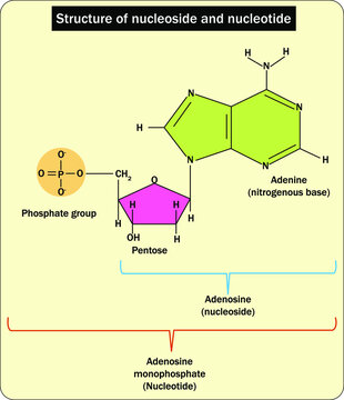 Structure Of Nucleoside And Nucleotide