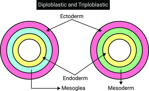 Diploblastic and Triploblastic
