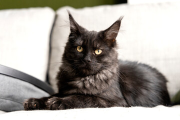 Schattige maine coon kitten