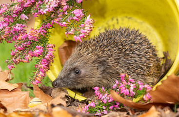 Hedgehog.  Close up of a wild, native, European hedgehog inside a yellow plant pot with colourful pink heather.  Facing left. Scientific name: Erinaceus Europaeus.  Horizontal. 