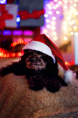 poodle dog with christmas decoration and colored lights