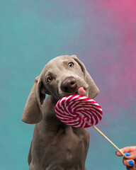 Weimaraner puppy licks a lollipop