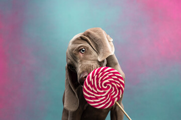Weimaraner puppy licks a lollipop