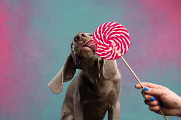 Weimaraner puppy licks a lollipop