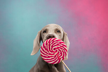 Weimaraner puppy licks a lollipop