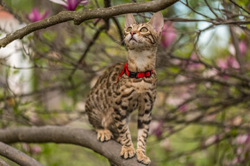 bengal cat in the nature