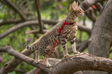 bengal cat in the nature