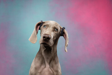 Weimaraner puppy on a colorful background
