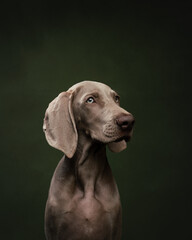 Weimaraner puppy on a green background