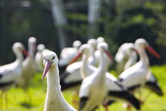 Wei&szlig;storch 
White stork