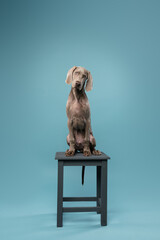 Weimaraner puppy on a blue background

