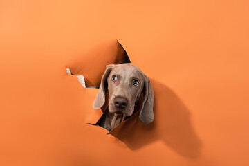 weimaraner puppy torn background - obrazy, fototapety, plakaty