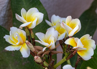 Frangipani flower in full bloom