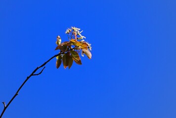 branches against sky