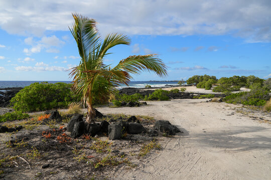 Solidified Lava On The Sandy O'oma Beach Near Kailua-Kona In The West Of Big Island In Hawaii, United States - Favorite Getaway Location Among Locals