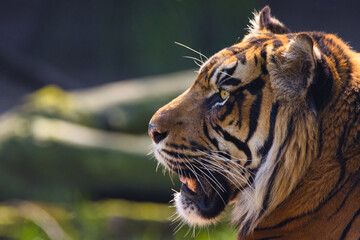 Sumatra-Tiger im Naturzoo Rheine