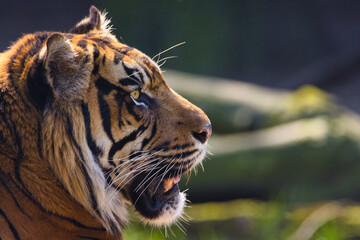 Tiger im Naturzoo Rheine