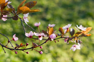 blooming tree pink sakura  in spring park