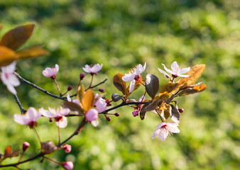 blooming tree in spring