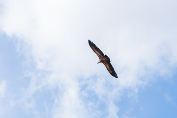 Flying eagle. Bird of prey. Blue sky background.