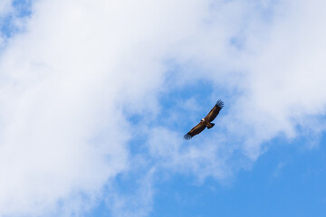 Flying eagle. Bird of prey. Blue sky background.