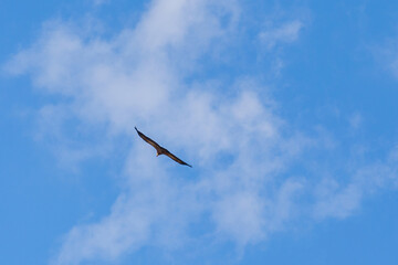 Flying eagle. Bird of prey. Blue sky background.