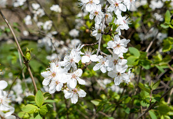 blossoming cherry tree white flowers in spring beautiful park