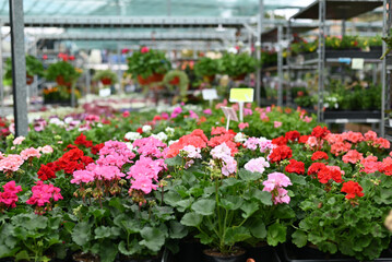 multicolored bright colorful flowers in a rustic greenhouse. greenhouse, flower shop, price tags, selective focus 