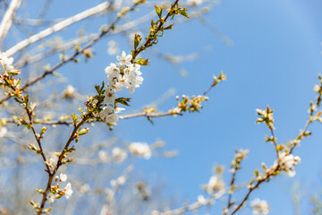 blossoming apple trees in spring on a background of blue sky on a sunny day
