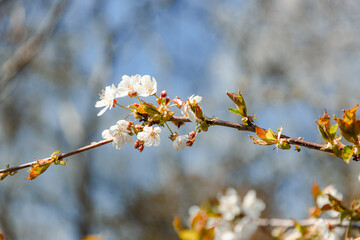 White beautiful flowers on the branches of a tree blooming in early spring on a blurred sky background.