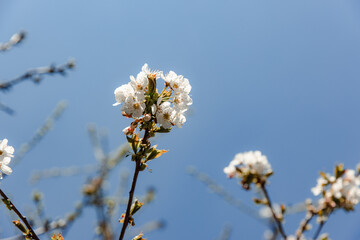 Flowering branches of fruit trees, selective focus. Spring season, beautiful background.